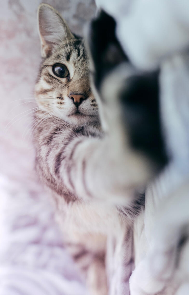 Pet Care